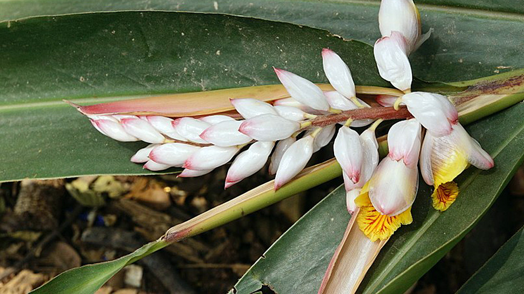 Spirito Italiano la storia dell'aperitivo Spirito Italiano la storia dell'aperitivo