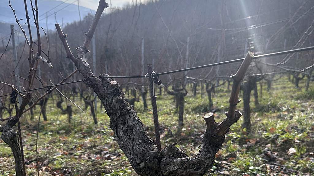 Spirito Italiano riesling,sfida,giotto,toscana Terre di Giotto - vigneto