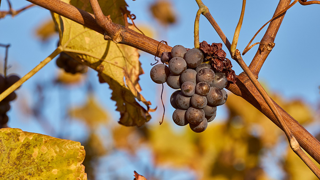 Spirito Italiano torna Calici di Stelle l'evento di Movimento Turismo del Vino