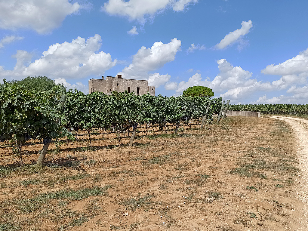 Spirito Italiano da Cantele l'inimitabile effetto sinestetico del vino del Salento
