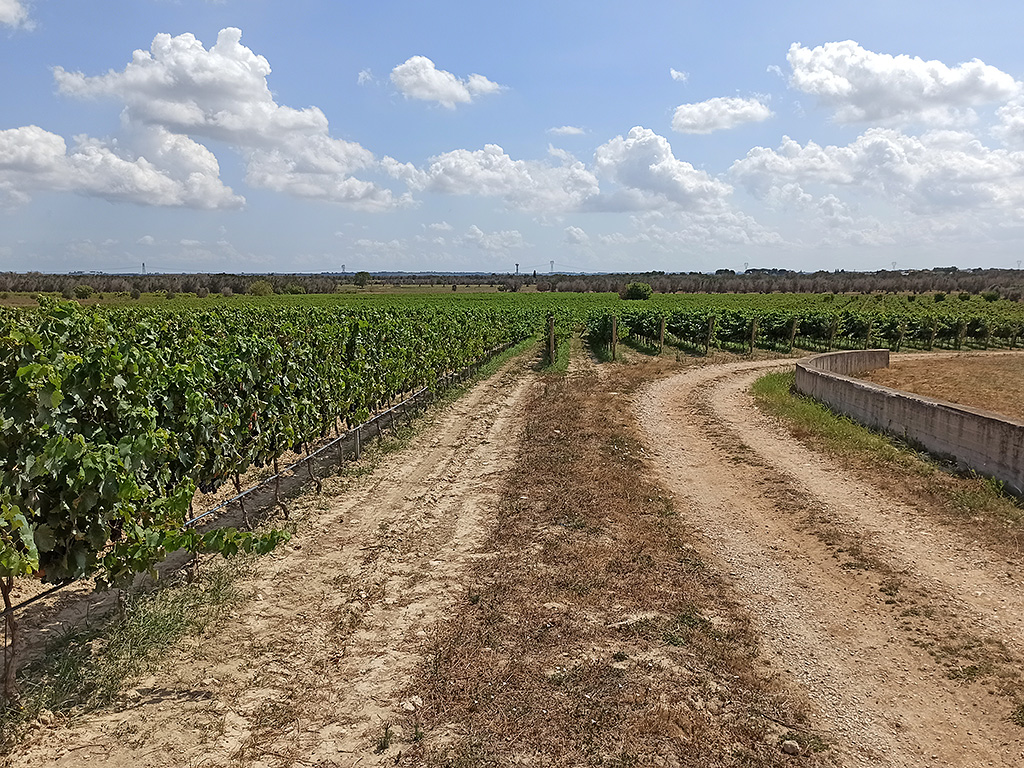Spirito Italiano da Cantele l'inimitabile effetto sinestetico del vino del Salento