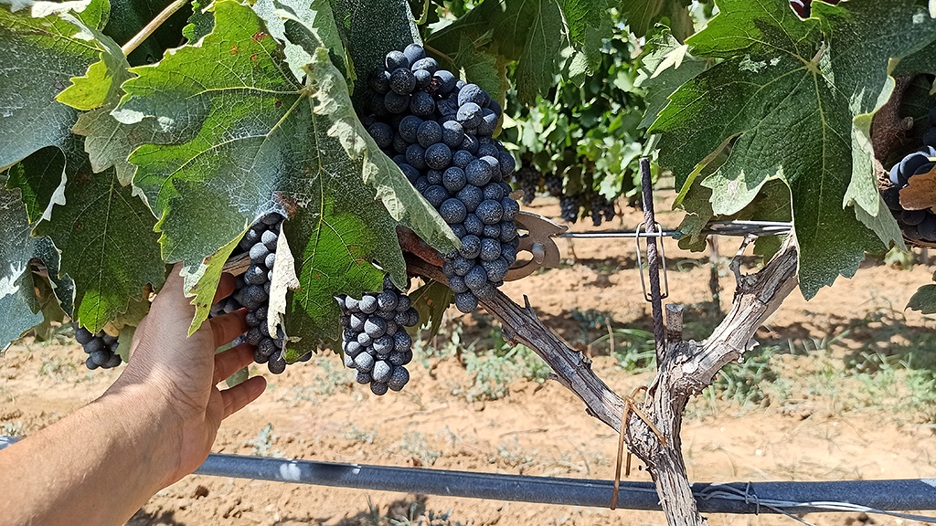 Spirito Italiano da Cantele l'inimitabile effetto sinestetico del vino del Salento