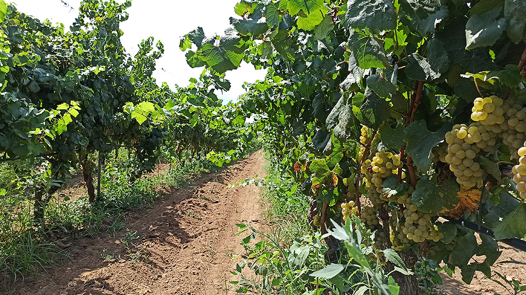 Spirito Italiano da Cantele l'inimitabile effetto sinestetico del vino del Salento