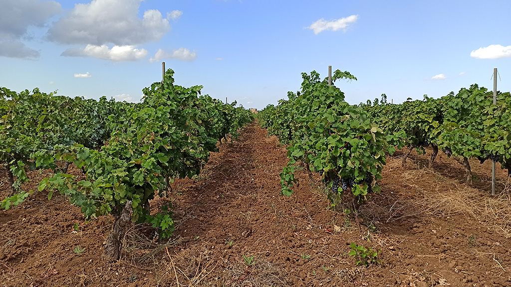 Spirito Italiano da Cantele l'inimitabile effetto sinestetico del vino del Salento
