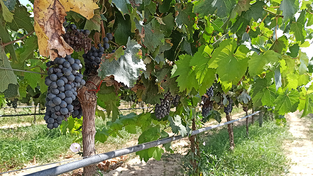 Spirito Italiano da Cantele l'inimitabile effetto sinestetico del vino del Salento