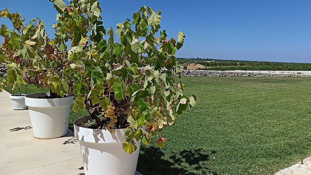 Spirito Italiano Tradizione e talento nel Primitivo e negli spumanti di Tenute Chiaromonte Spirito Italiano Tradizione e talento nel Primitivo e negli spumanti di Tenute Chiaromonte
