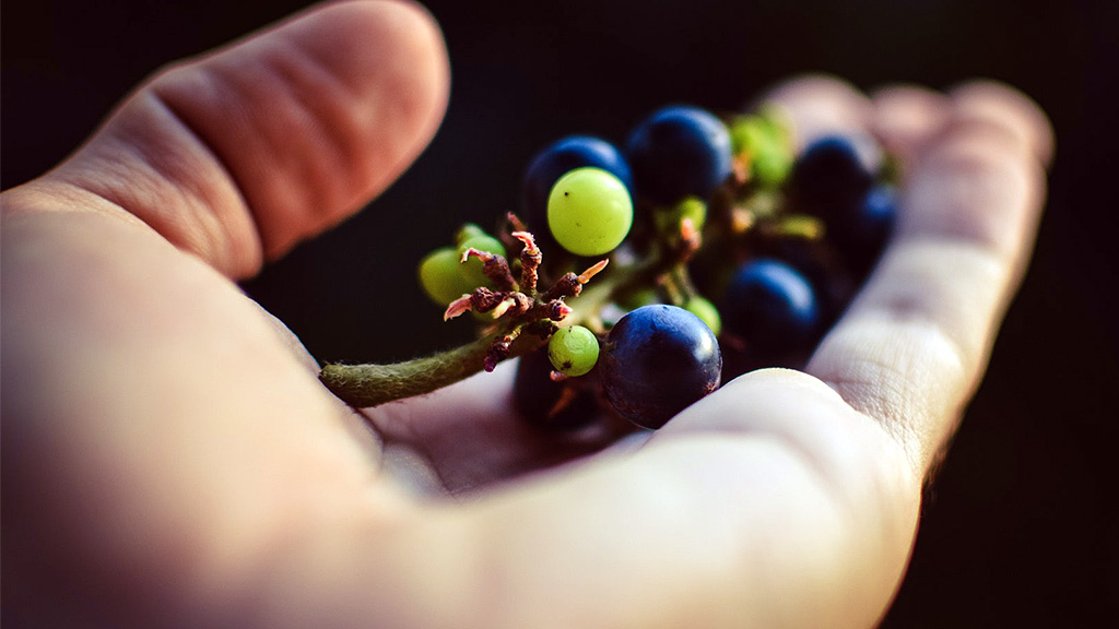 Spirito Italiano uve di ottima qualità e giuste rese per la vendemmia 2020
