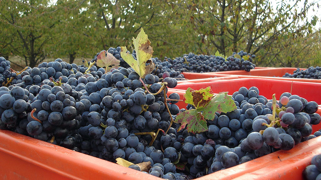 Spirito Italiano La vendemmia Italia 2020 si è dimostrata ottima nella qualità con lieve calo per quantità