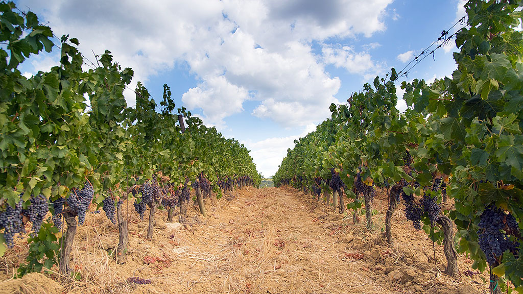 Spirito Italiano La vendemmia Italia 2020 si è dimostrata ottima nella qualità con lieve calo per quantità