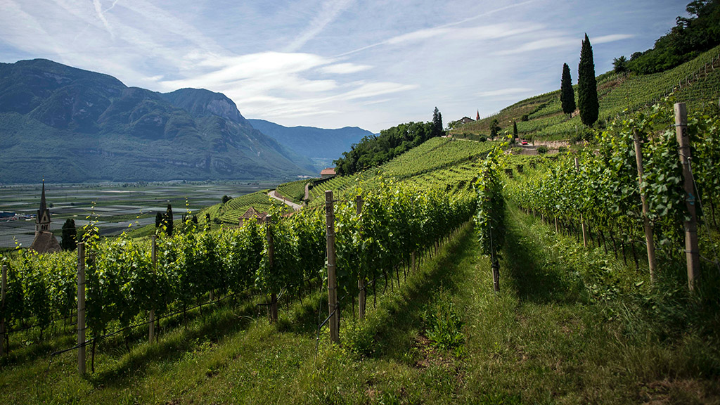 Spirito Italiano Si studia la messa in commercio del vino con la menzione "eroico" in etichetta.