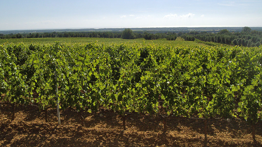 Spirito Italiano Per Coldiretti le frodi possono di dare il colpo di grazia all'export del vino in Cina