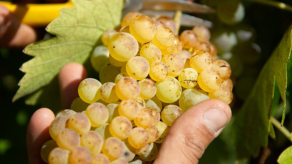 Spirito Italiano Vernaccia e i grandi rossi toscani in A.Vi.To per un grande evento a maggio 2021