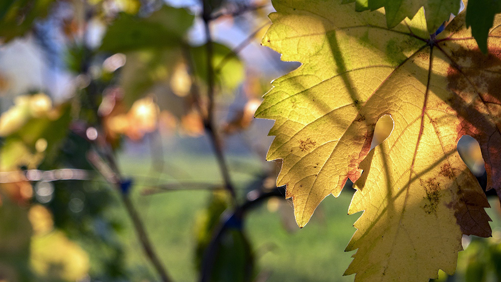 Spirito Italiano nuove uve da vino iscritte nel registro nazionale