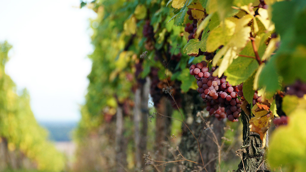 Spirito Italiano nuove uve da vino iscritte nel registro nazionale