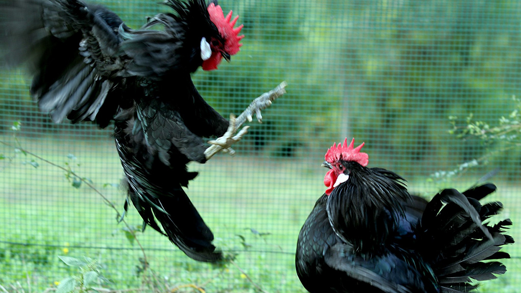 Spirito Italiano chianti classico gallo nero marchio