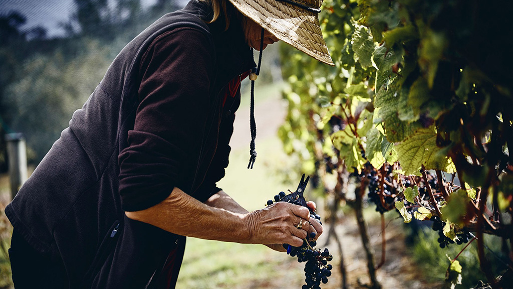 Spirito Italiano foto Pink Lady Food Photographer of the Year premi