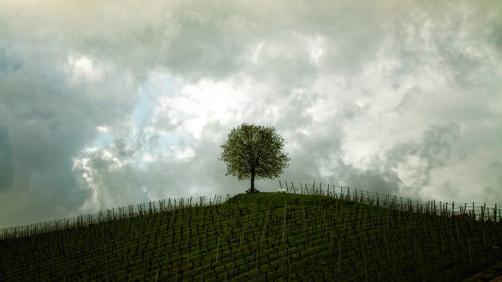 Spirito Italiano vigneti italiani gelata assoenologi