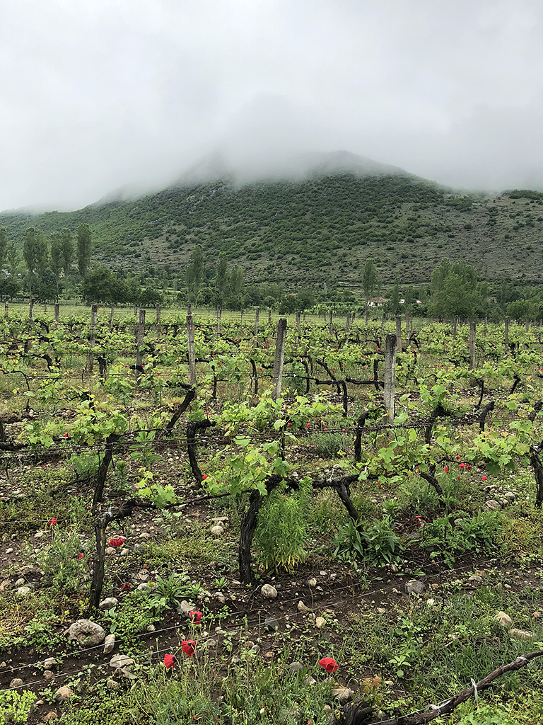 Spirito Italiano skenderbeu vino albanese rubrica