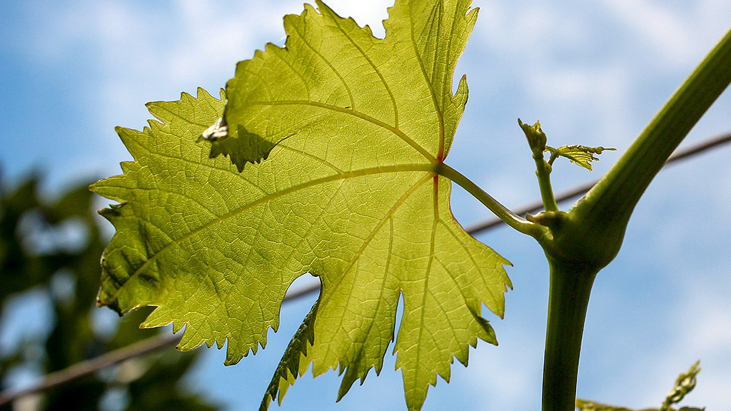 Spirito Italiano cantine aperte 2021