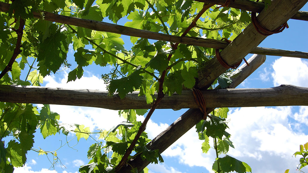 Spirito Italiano percorsi abruzzo wine experience