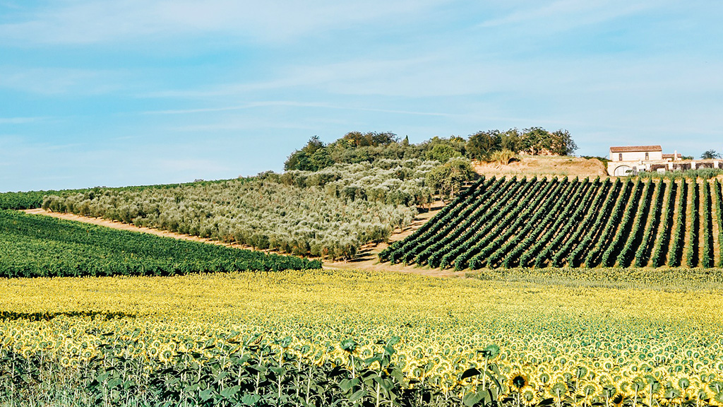 Spirito Italiano Mipaaf terreni vendita ismea agricoltura giovani