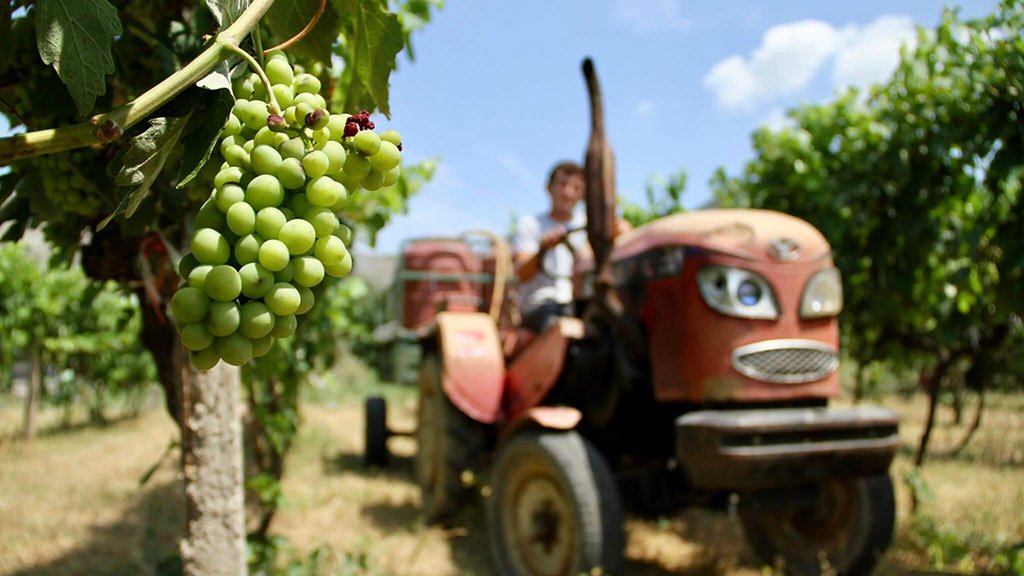 Spirito Italiano skenderbeu vino albanese zadrima sukht musacchia