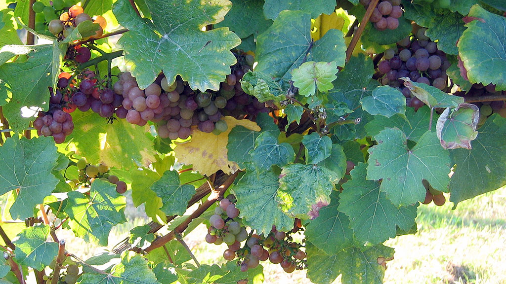 Spirito Italiano Klevener de Heiligenstein Savagnin alsazia Spirito Italiano Klevener de Heiligenstein Savagnin alsazia