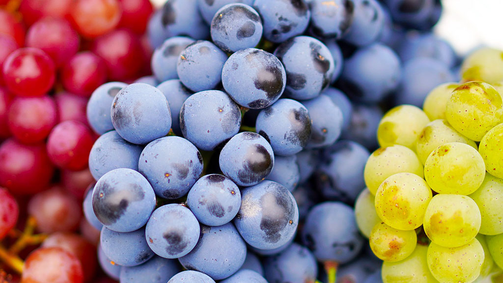 Spirito Italiano produzione vino mondo superfici vitate