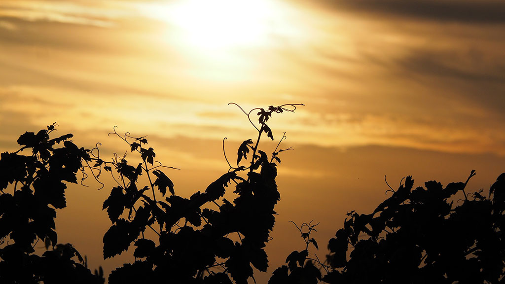 Spirito Italiano calici di stelle vino 2021