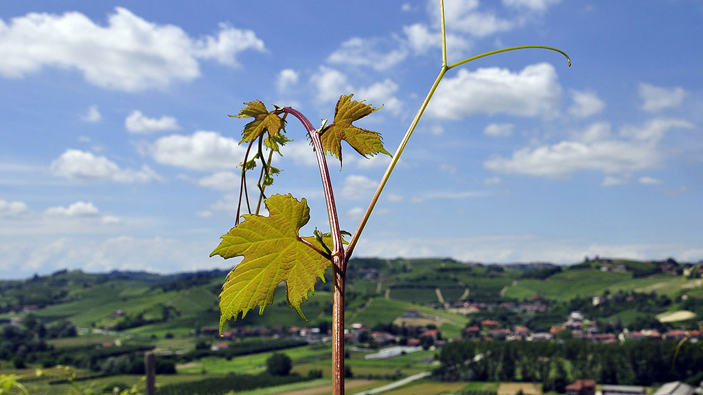 Spirito Italiano nuova pac commissione europea vino politica agricola
