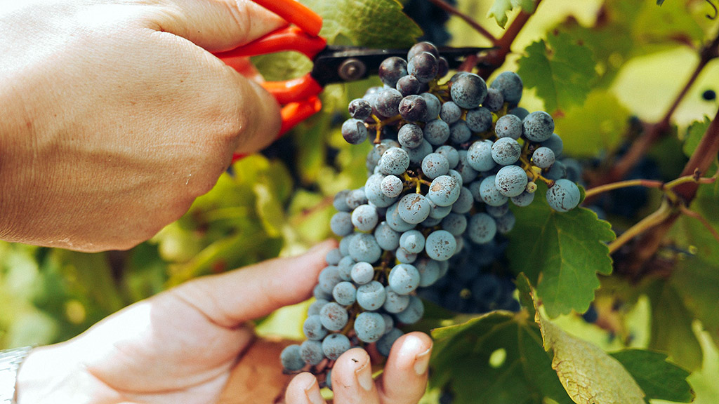 Spirito Italiano vino biologico italia dati ismea agricoltura