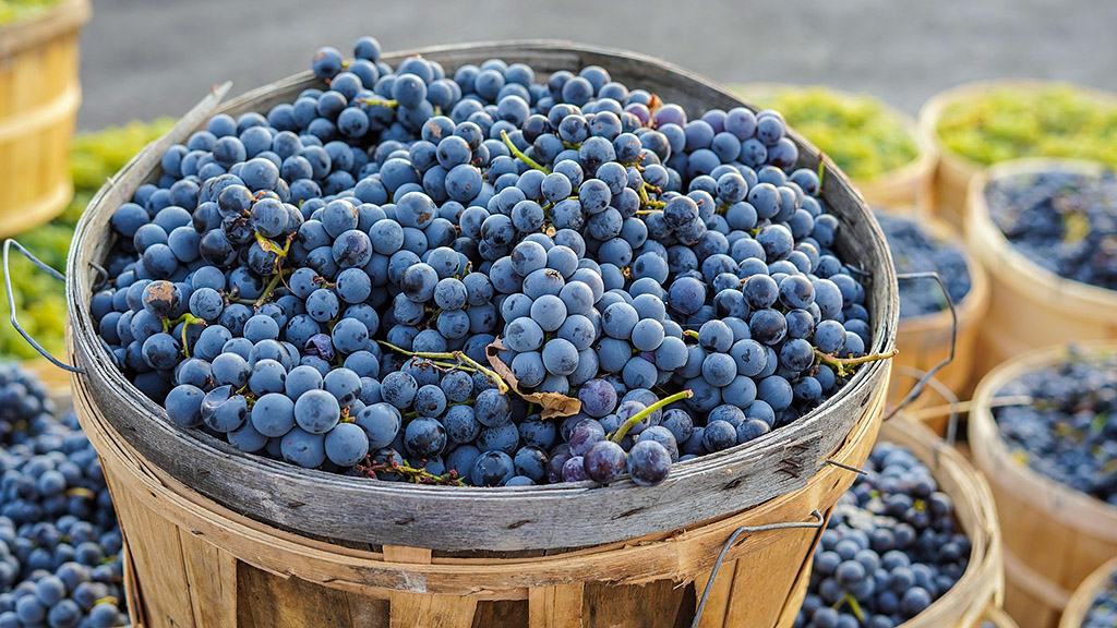 Spirito Italiano vendemmia vademecum vite uva