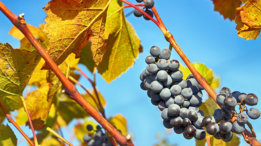 Spirito Italiano vendemmia vademecum vite uva