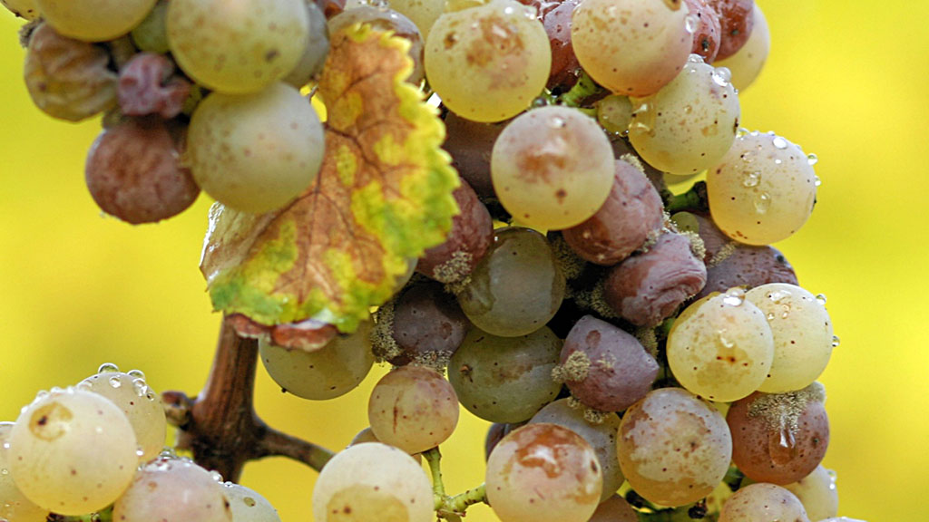 Spirito Italiano vino tedesco Germania storia riesling