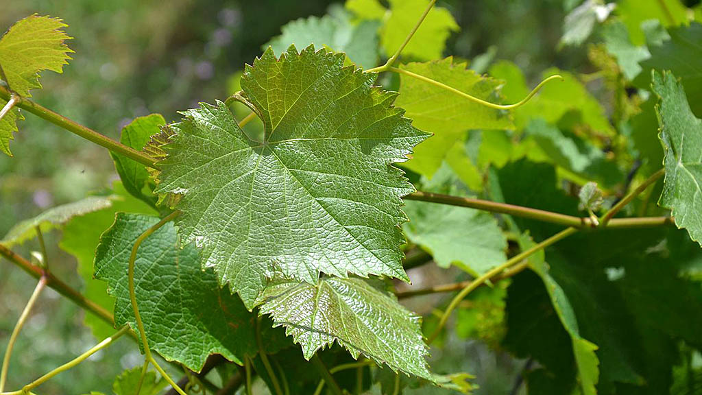 Spirito Italiano Bugey aoc cerdon ancestrale gamay