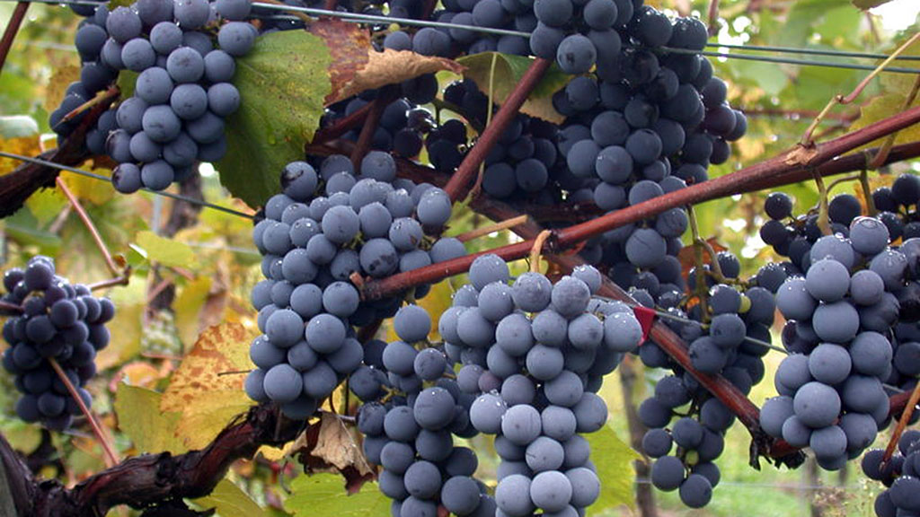 Spirito Italiano Bugey aoc cerdon ancestrale gamay