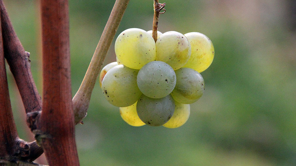 Spirito Italiano Bugey aoc cerdon ancestrale gamay
