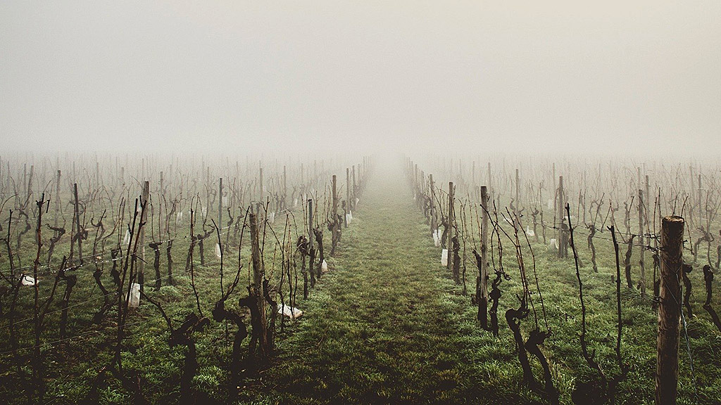 Spirito Italiano vendemmia andamento stagionale vite uva