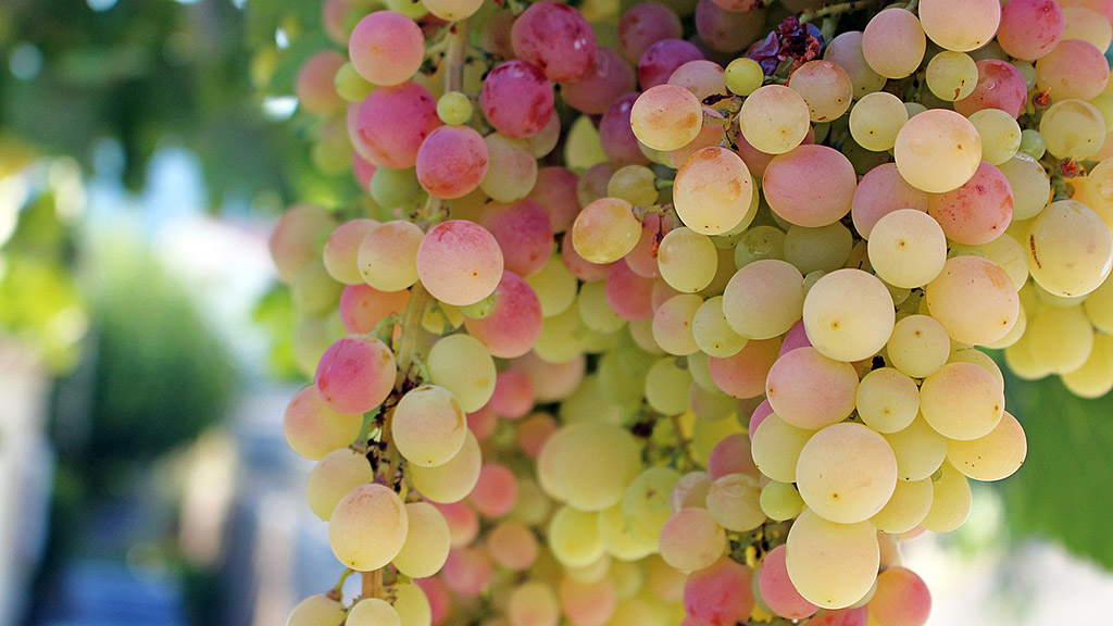 Spirito Italiano vendemmia andamento stagionale vite uva