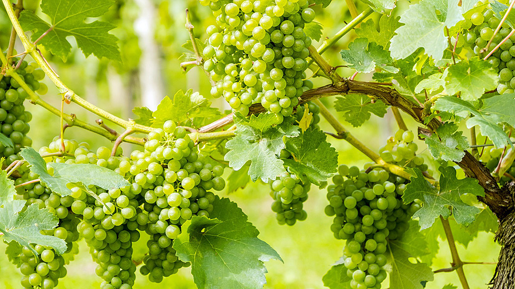 Spirito Italiano vendemmia andamento stagionale vite uva