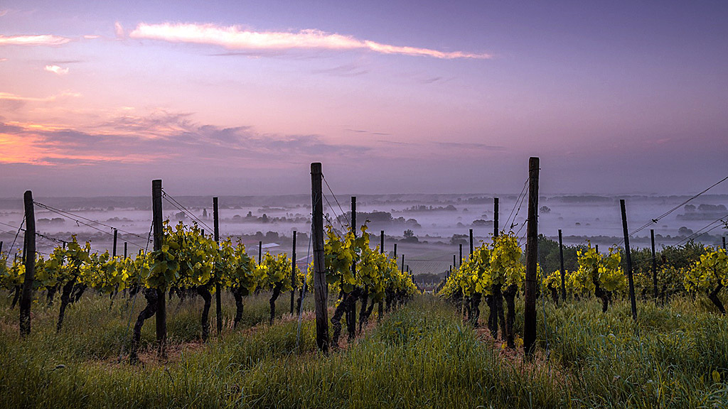 Spirito Italiano vino biologico italia dati ismea agricoltura