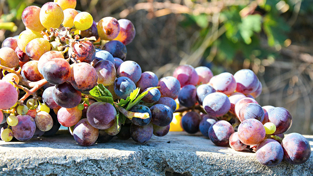 Spirito Italiano oiv ig do denominazione vini Spirito Italiano oiv ig do denominazione vini