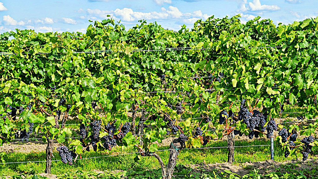 Spirito Italiano vino biologico italia dati ismea agricoltura