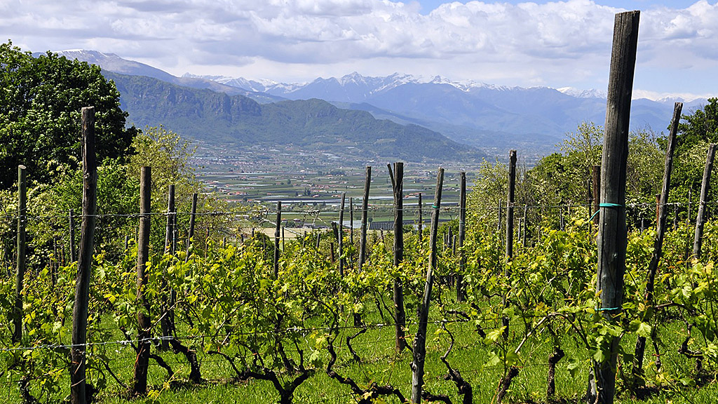 Spirito Italiano vino biologico italia dati ismea agricoltura