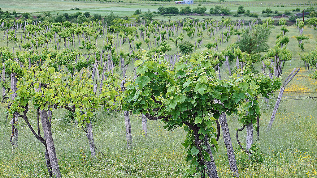 Spirito Italiano vino albanese albania ais milano