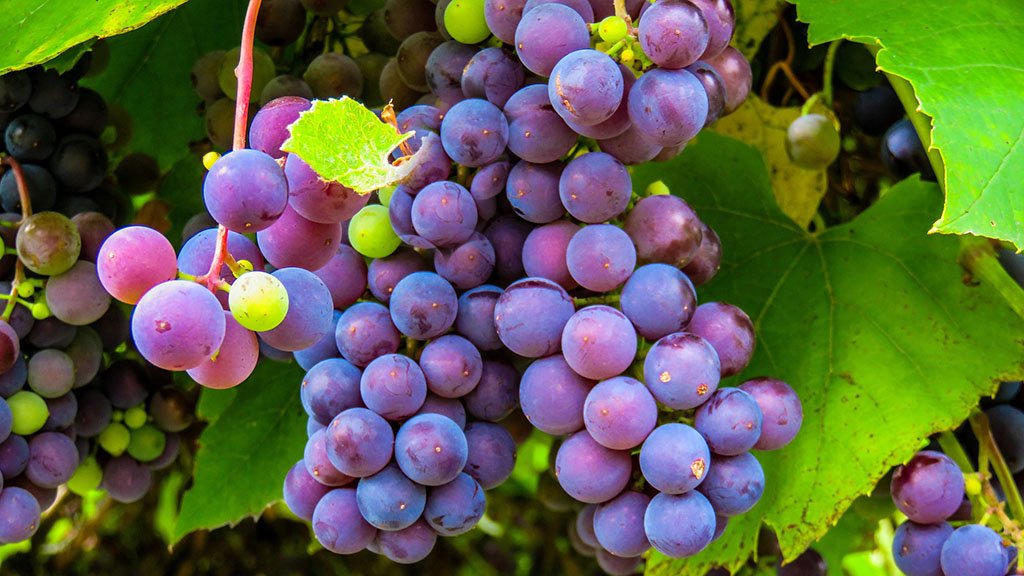 Spirito Italiano previsioni vendemmia vino italia