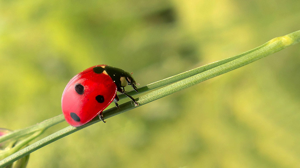 Spirito Italiano 23 settembre produzione bio biologica
