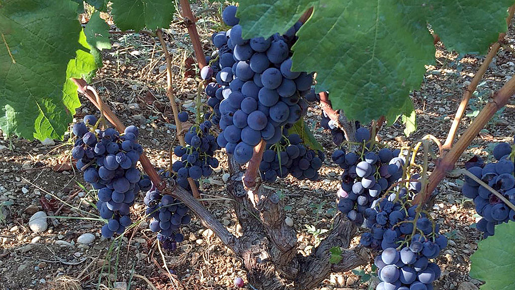 Spirito Italiano vino albanese albania ais milano