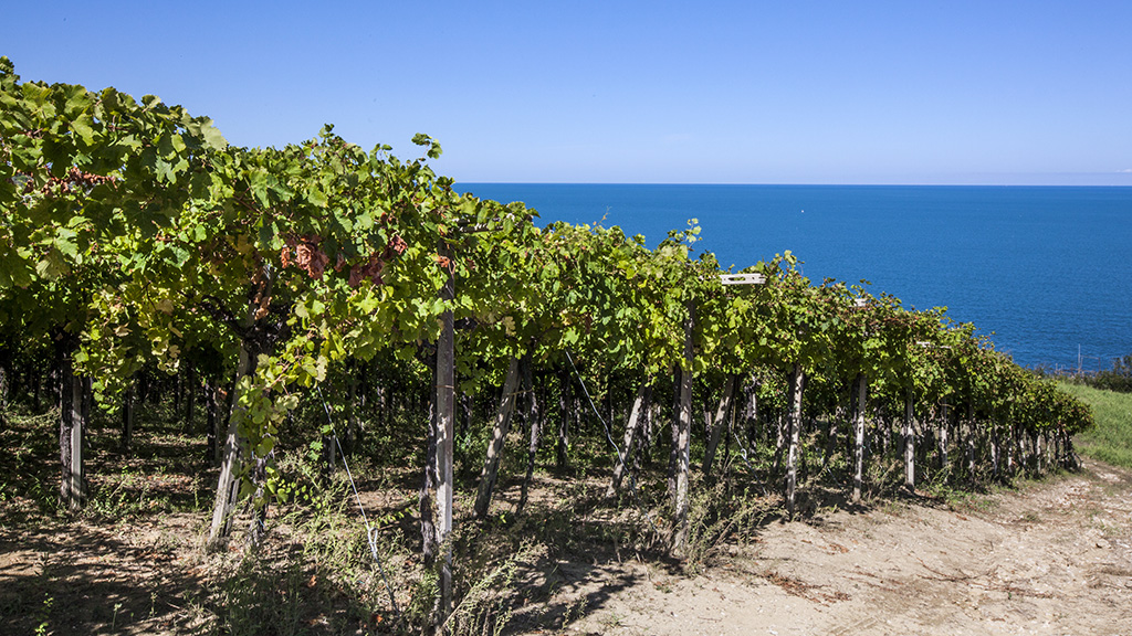 Spirito Italiano vino abruzzo giappone