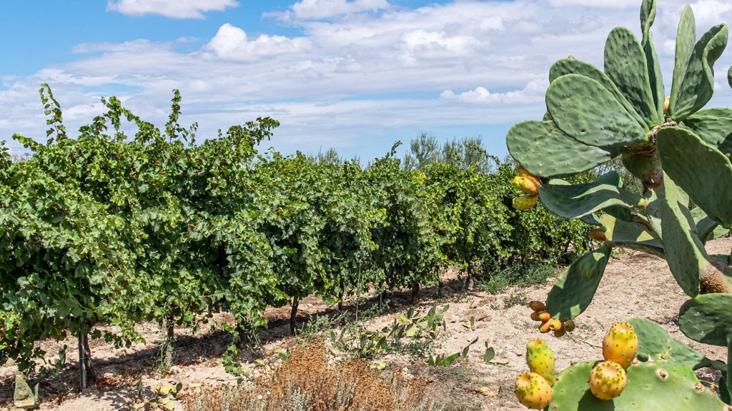 Spirito Italiano Podere 29 uva troia gelso marrano